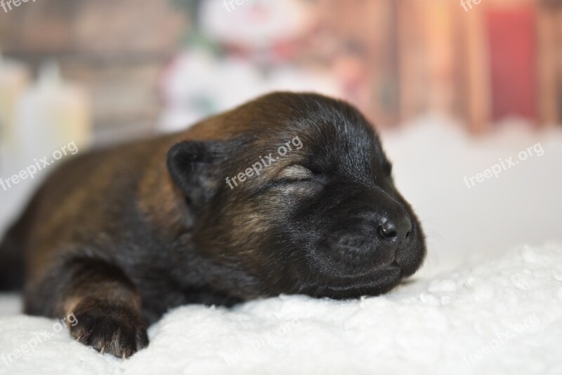 Dog Puppy Eurasier Puppy New Born Canine