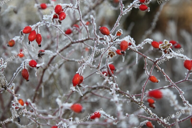 Frost Winter Cold Nature Crystals