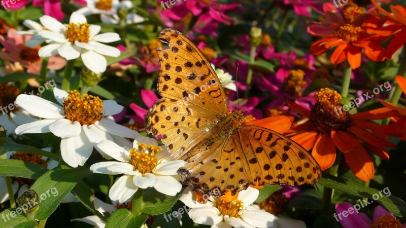 Range Or Service Crape Myrtle Flowers And Butterfly Nature Garden