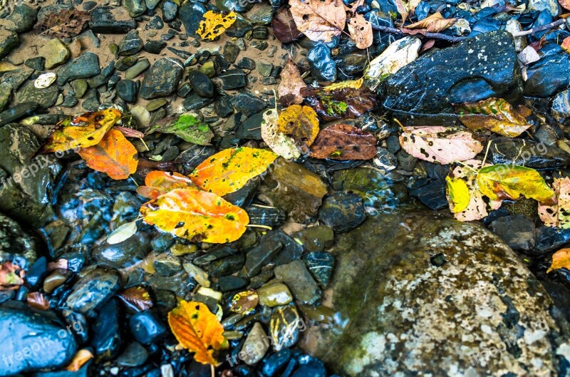 Fallen Leaves Creek Fall Moss Landscape