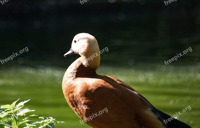 Rust Goose Goose Bird Poultry Meadow