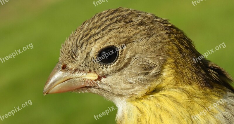 Bird Ave Canary Colombia Free Photos