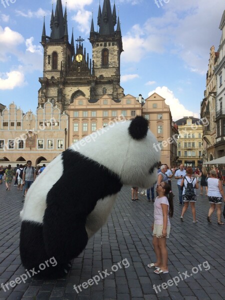 Prague Bear Panda Tourist Czech