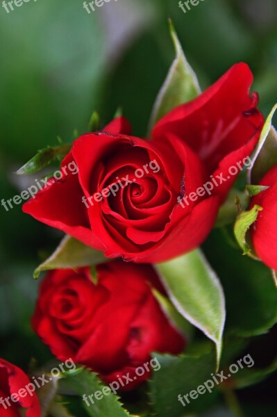 Rose Rose Petals Red Rose Romantic Love