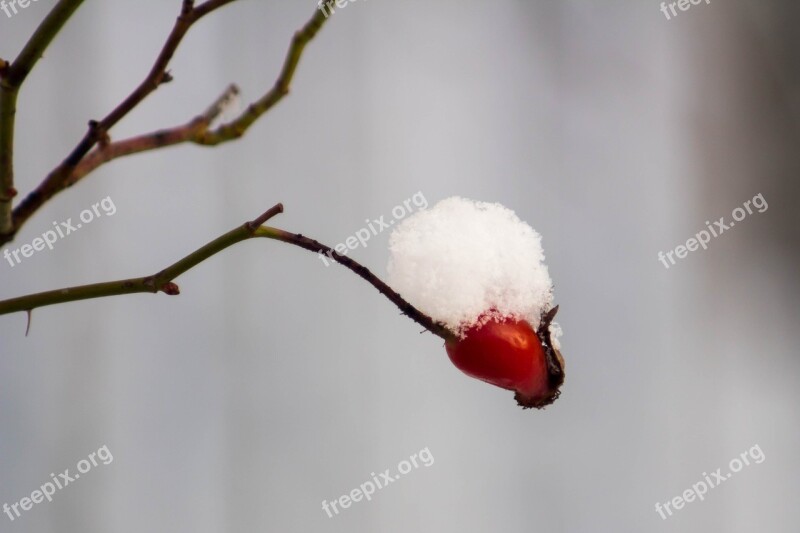 Winter Frost Snow Sprig Rose