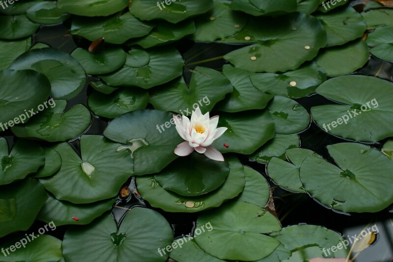 Water Lily Plant Water Lotus Leaves