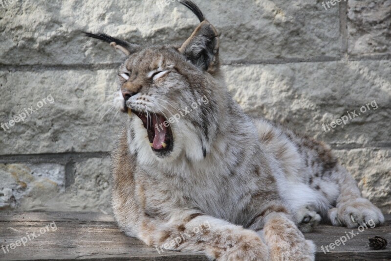 Lynx Animal Nature Cat Portrait