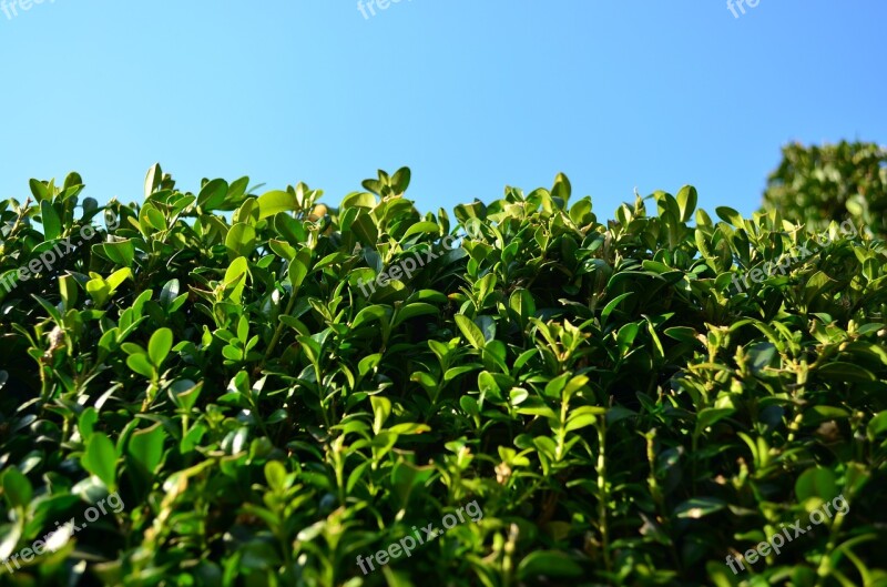 Boxwood Foliage Evergreen Green Free Photos