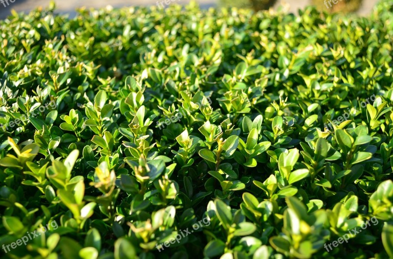 Boxwood Foliage Evergreen Green Free Photos