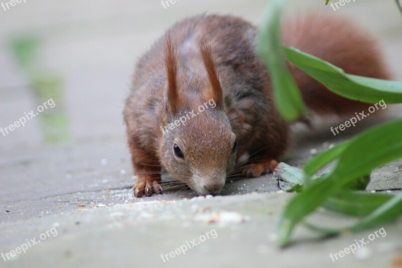 Squirrel Creature Nager Foraging Cute