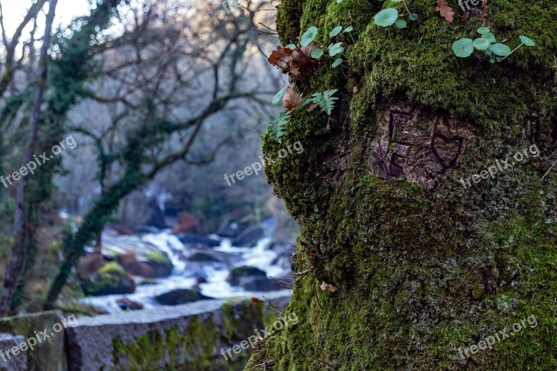 Tree River Nature Landscape Brook