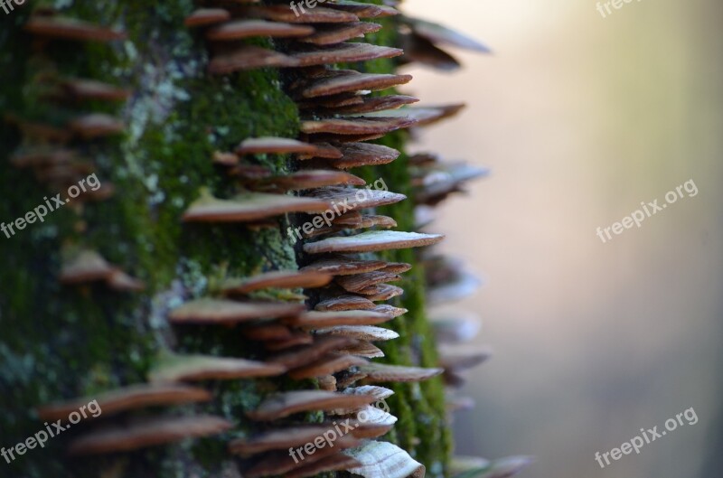 Mushrooms Woods Tree Steps Straight