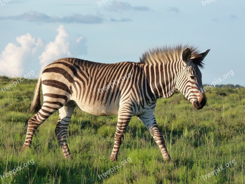 Hartmann's Mountain Zebra Zebra Nature Savannah