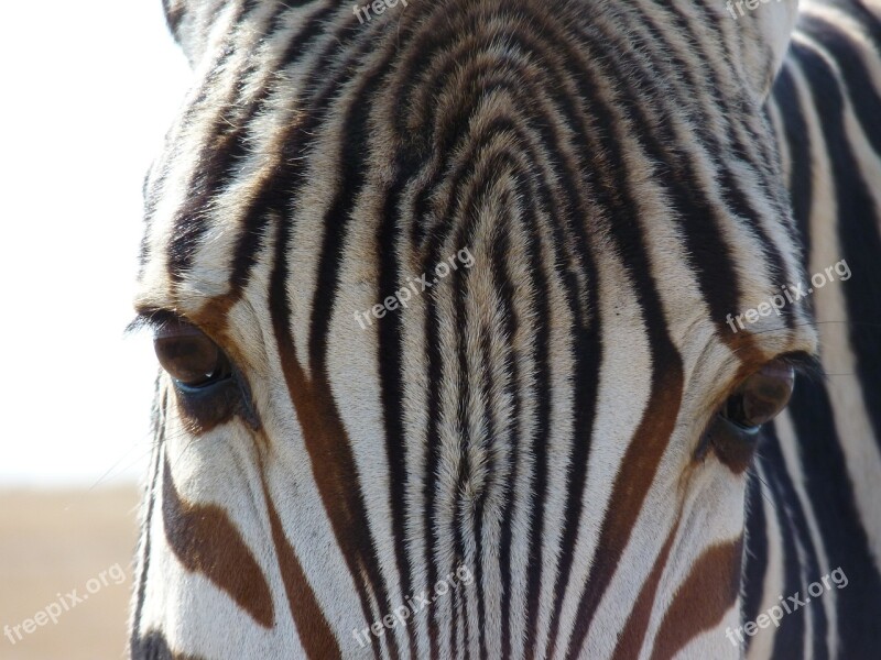 Hartmann's Mountain Zebra Zebra Africa Stripes