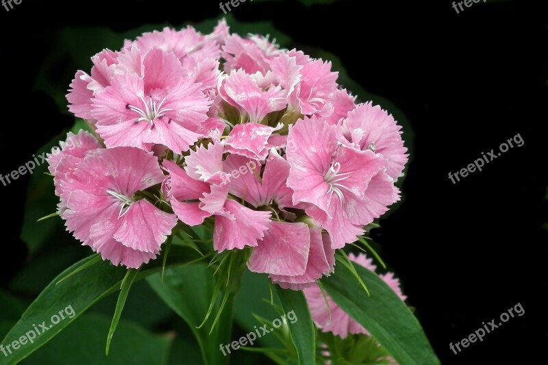 Gożdzik Stone Flower Pink Nature Blooming