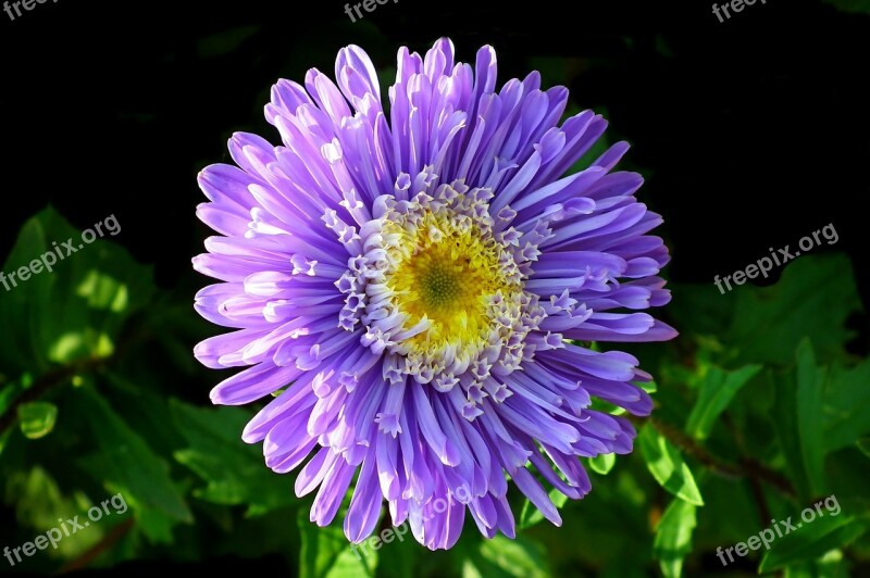 Aster Flower Garden Macro Nature