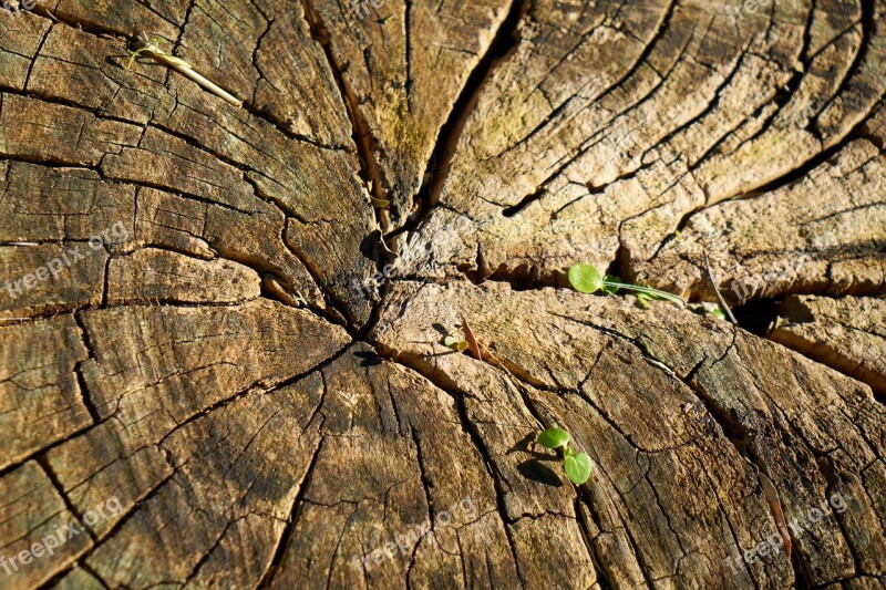 Tree Wood-fibre Boards Wood Body Pattern