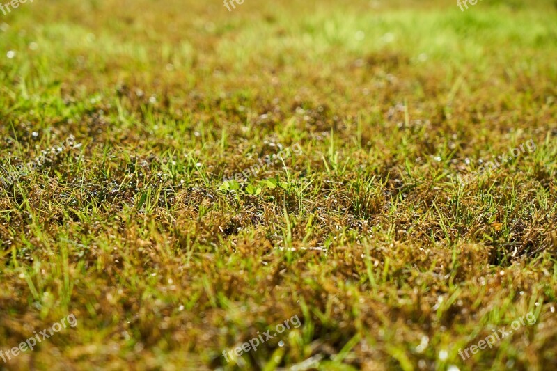 Grass Nature Chan Landscape Green