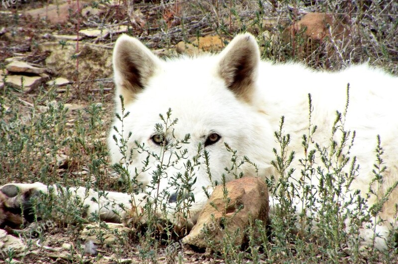 Wolf Artic Wolf Wildlife Outdoor Carnivore