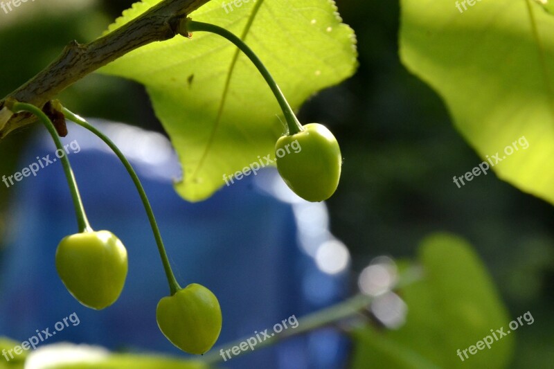 Cherries Spring Summer Fruit Trees Green