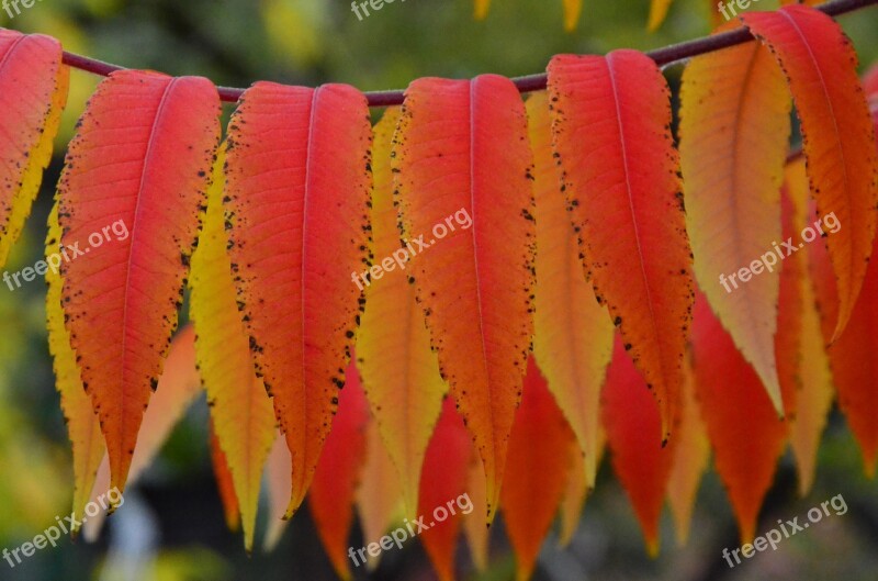 Sumac Octowiec Autumn Colors Tree Nature