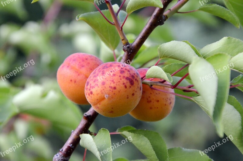 Apricots Tree Fruit Garden Orange Fruit