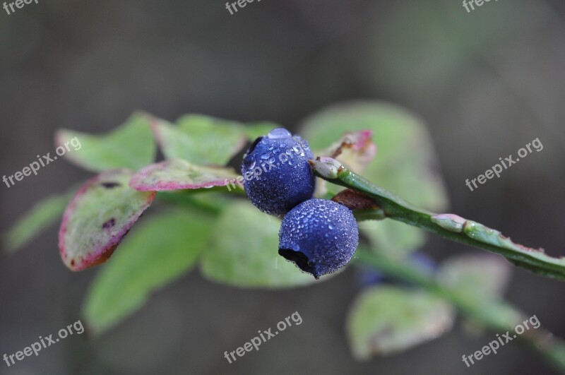 Blueberry Blue Berries Berries Fruits Blue