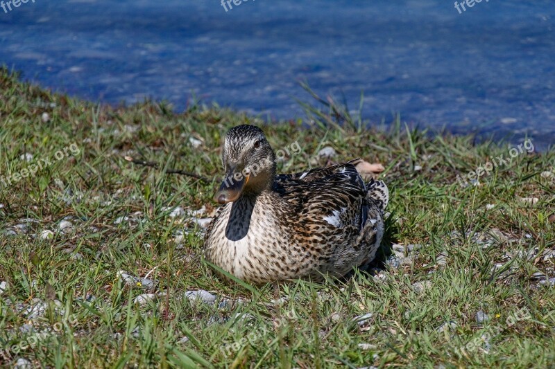 Duck Water Bird Water Bird Waterfowl