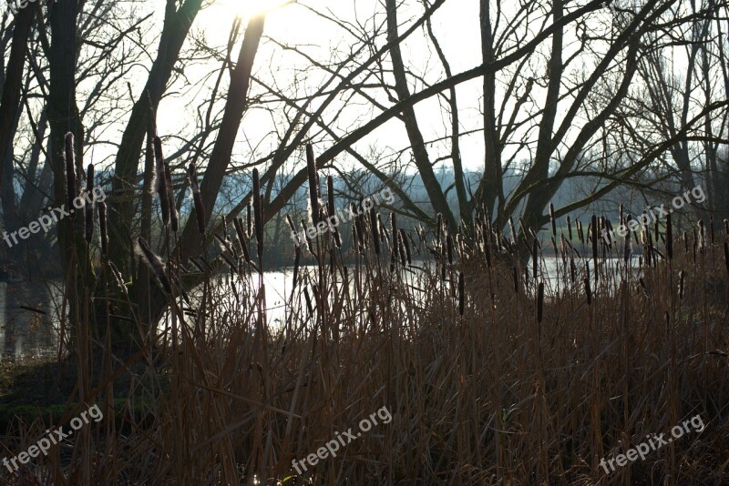 Cattail Water Sun Lake Pond