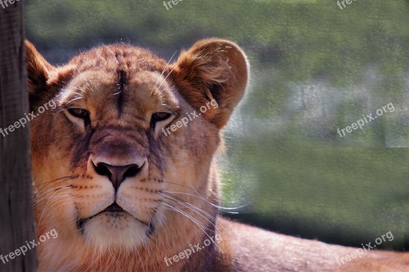 Lioness Wild Africa Predator Portrait