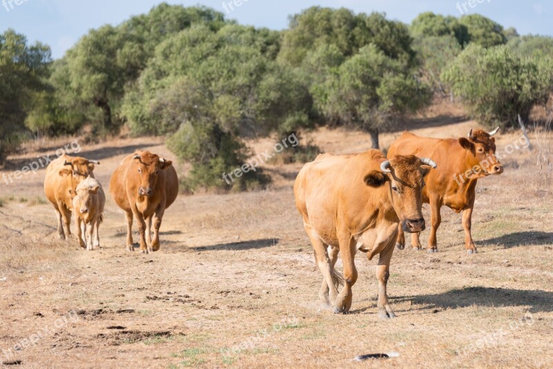 Cows Herd Spain Dry Cattle