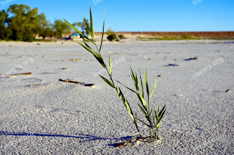 Beach Plant Sand Nature Lake