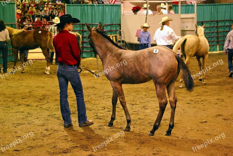 Montana Horse Auction Horse Filly Colt Equine