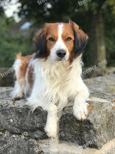 Dog Kooikerhondje Kooiker Attention Purebred Dog