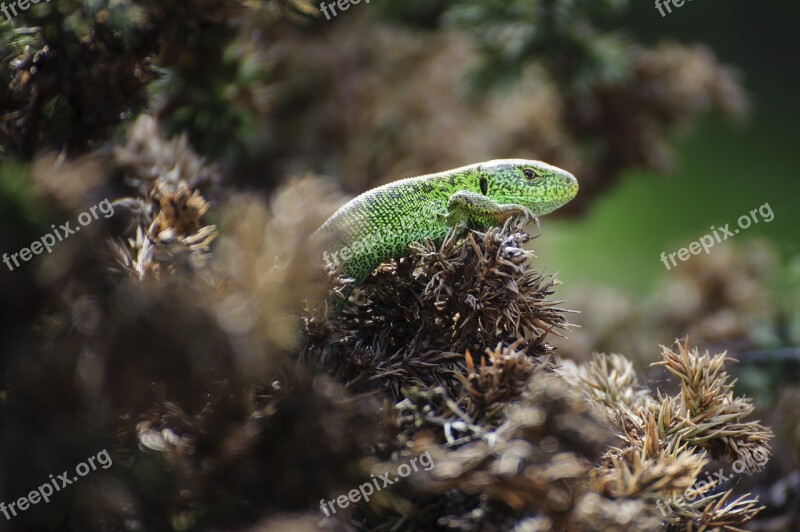 The Lizard Animal Gad Spring Nature