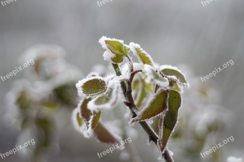 Cold Frost Winter Holiday Wood