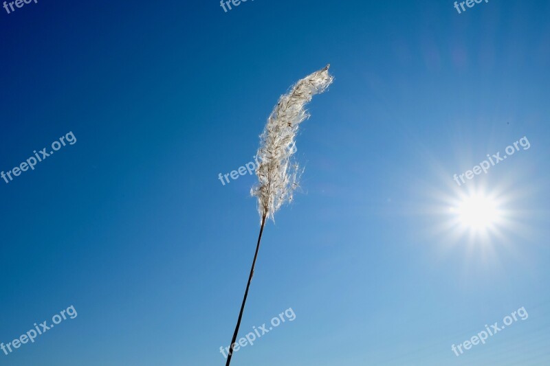 Wild Grasses Pure Sun Winter Lovely