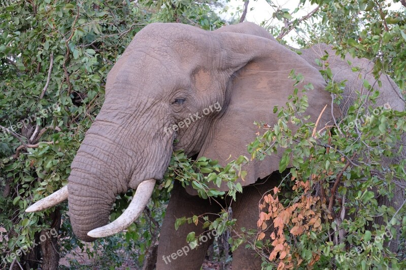 Elephant South Africa Kruger National Park Free Photos