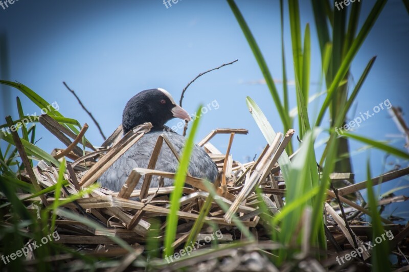 Bird Breeding Bird Nest Nature Water Bird