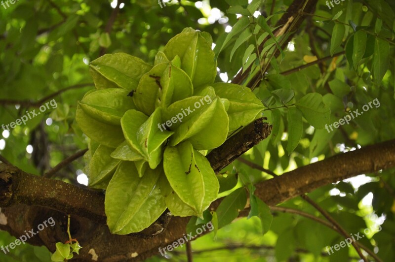 Fruit Carambola Healthy Yellow Exotic