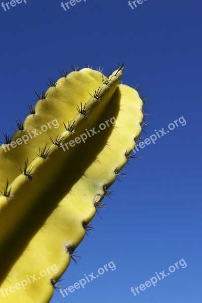 Cactus Cactu Nature Blue Sky