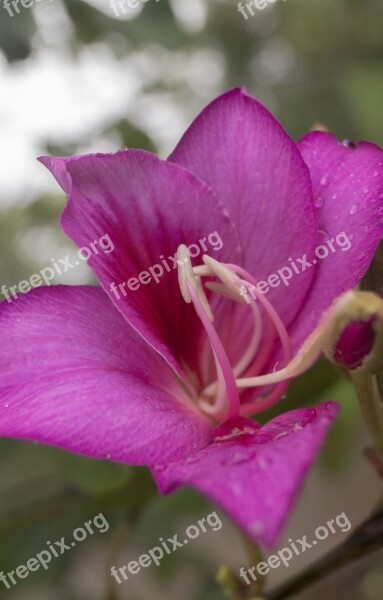 Flower Purple Nature Stalk Free Photos