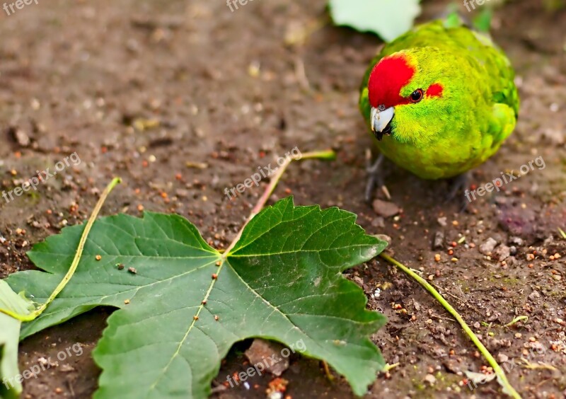 Bird Leaf Animal Animal World Plant