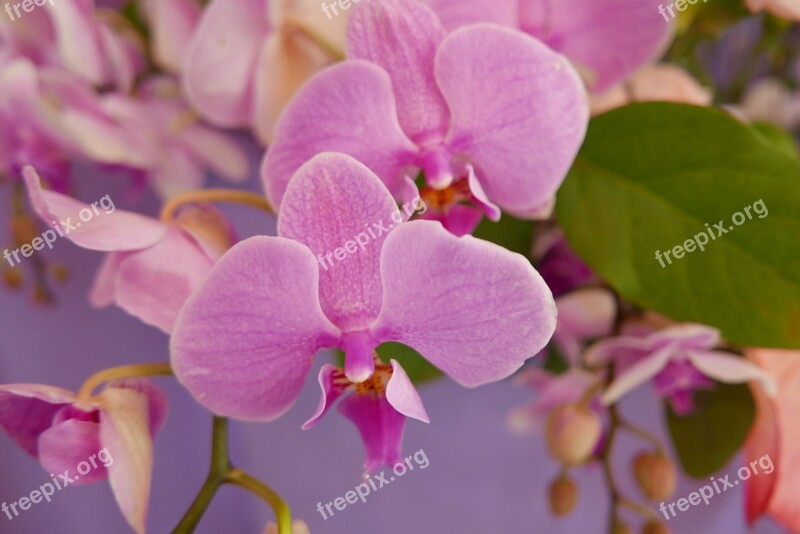 Flowers Orchid Flower Pink Pink Flower Nature