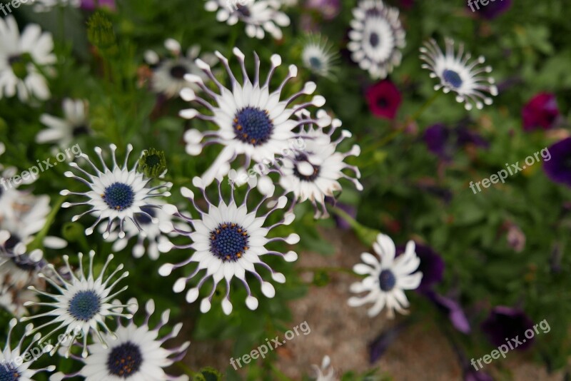 Flowers White Nature A Flower Garden Free Photos