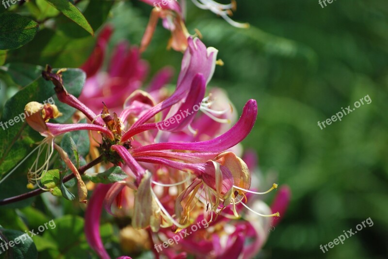 Honeysuckle Flower Nature Free Photos