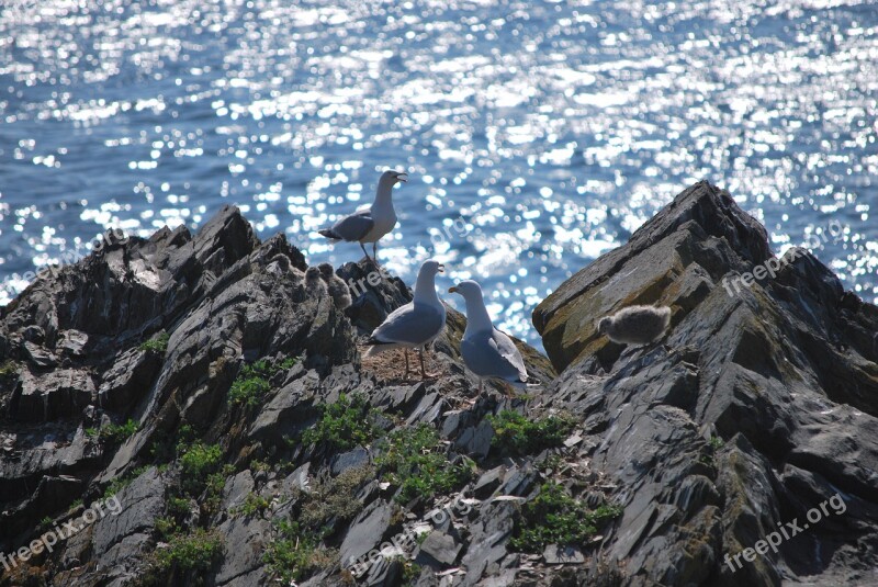 Gulls Sea Cliffs Baby Bird Free Photos