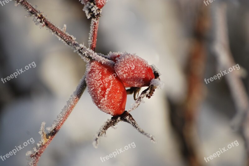 Rose Hips Winter Frost Free Photos