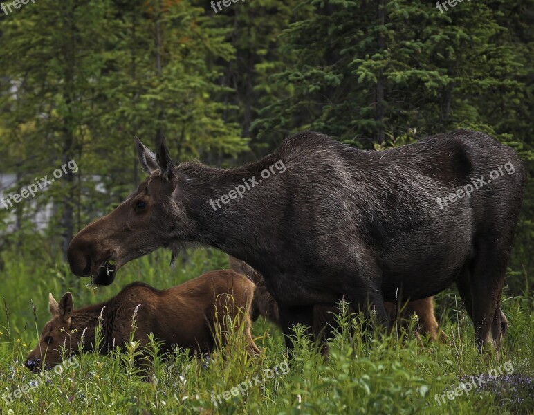 Moose Cow Calf Mother Baby