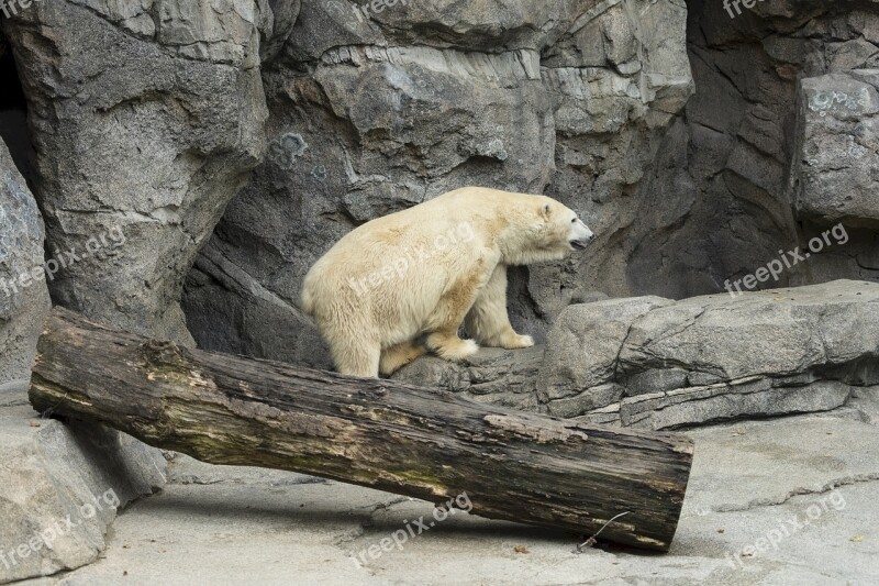 Polar Bear Zoo White Wildlife Nature